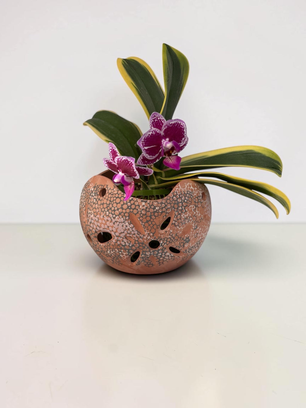 Orchid Terracotta Pot - Dots Sphere