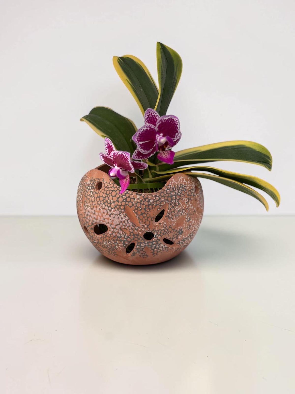 Orchid Terracotta Pot - Dots Sphere