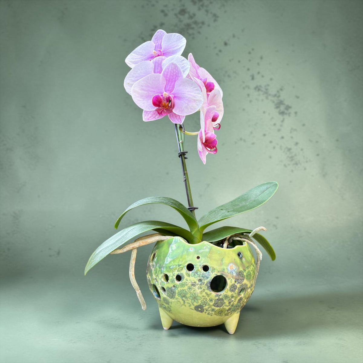 Pot à orchidée en porcelaine rétro - Groovy Garden