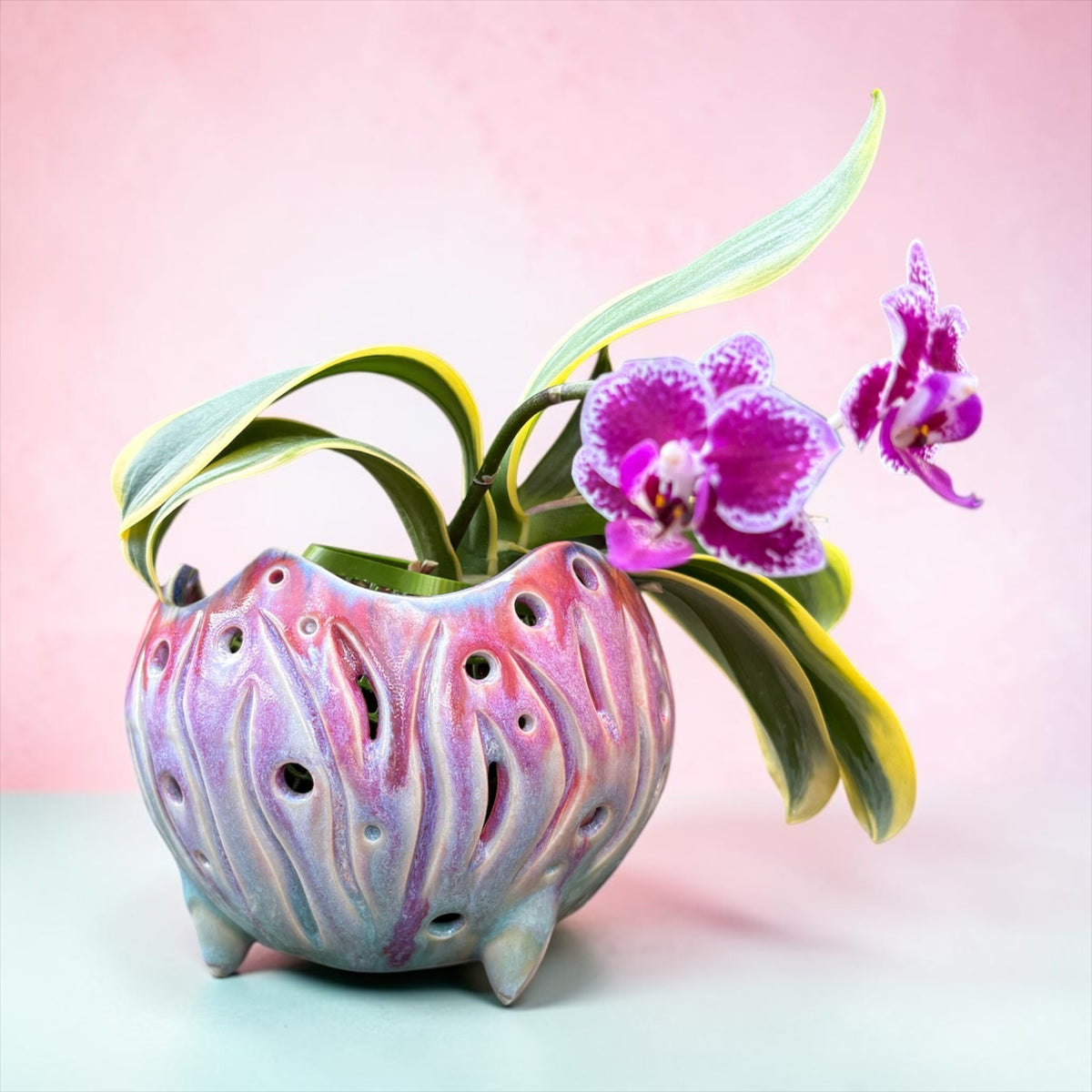Pot à orchidée rétro en porcelaine - Atomic Bloom