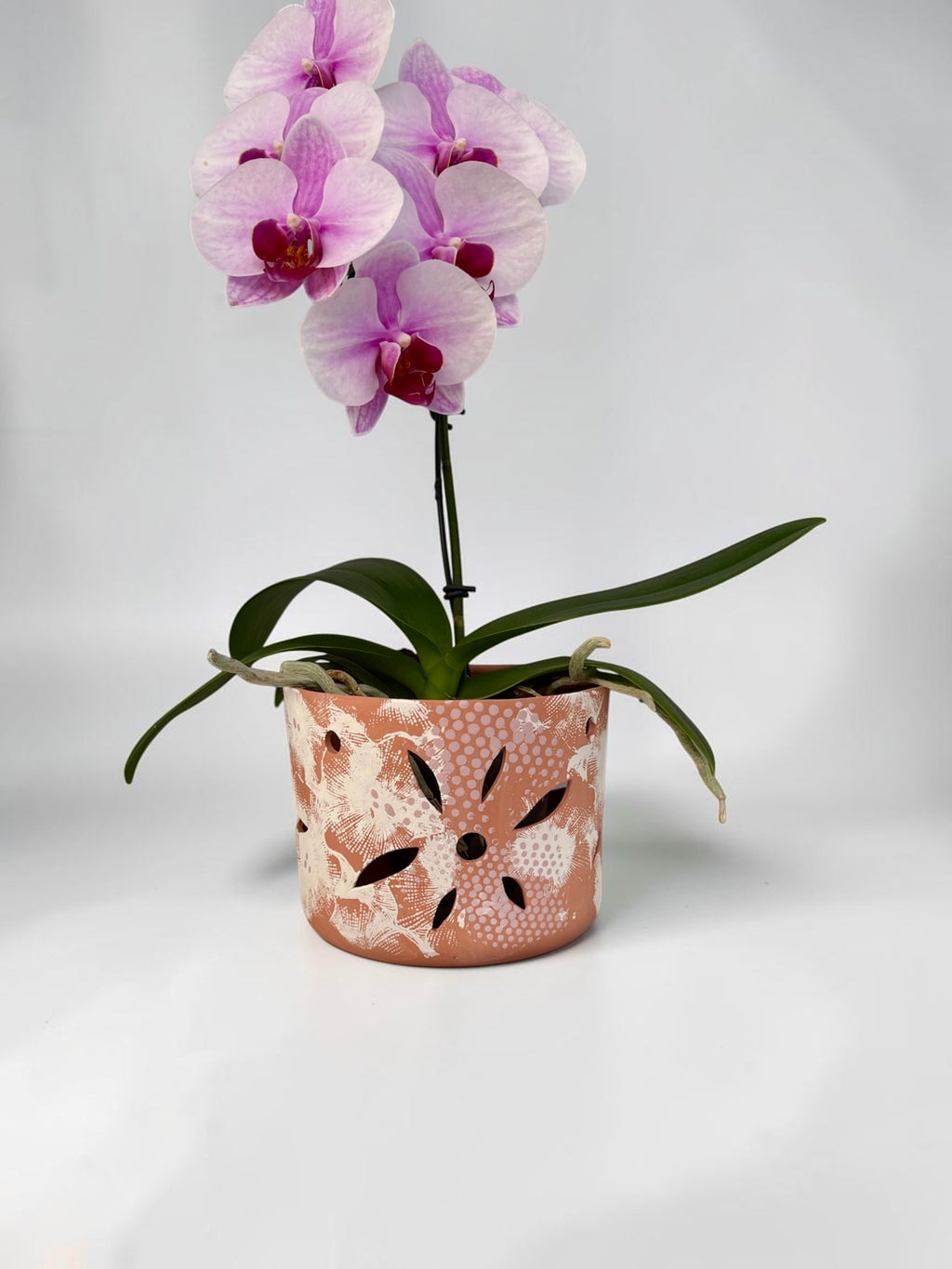 Orchid Terracotta Pot - Dots Classic