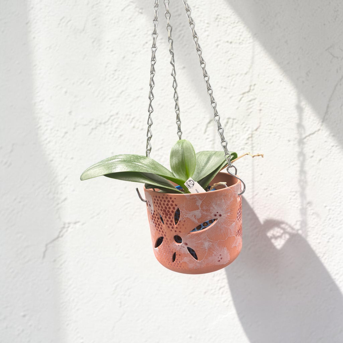 Orchid Terracotta Pot - Dots Classic