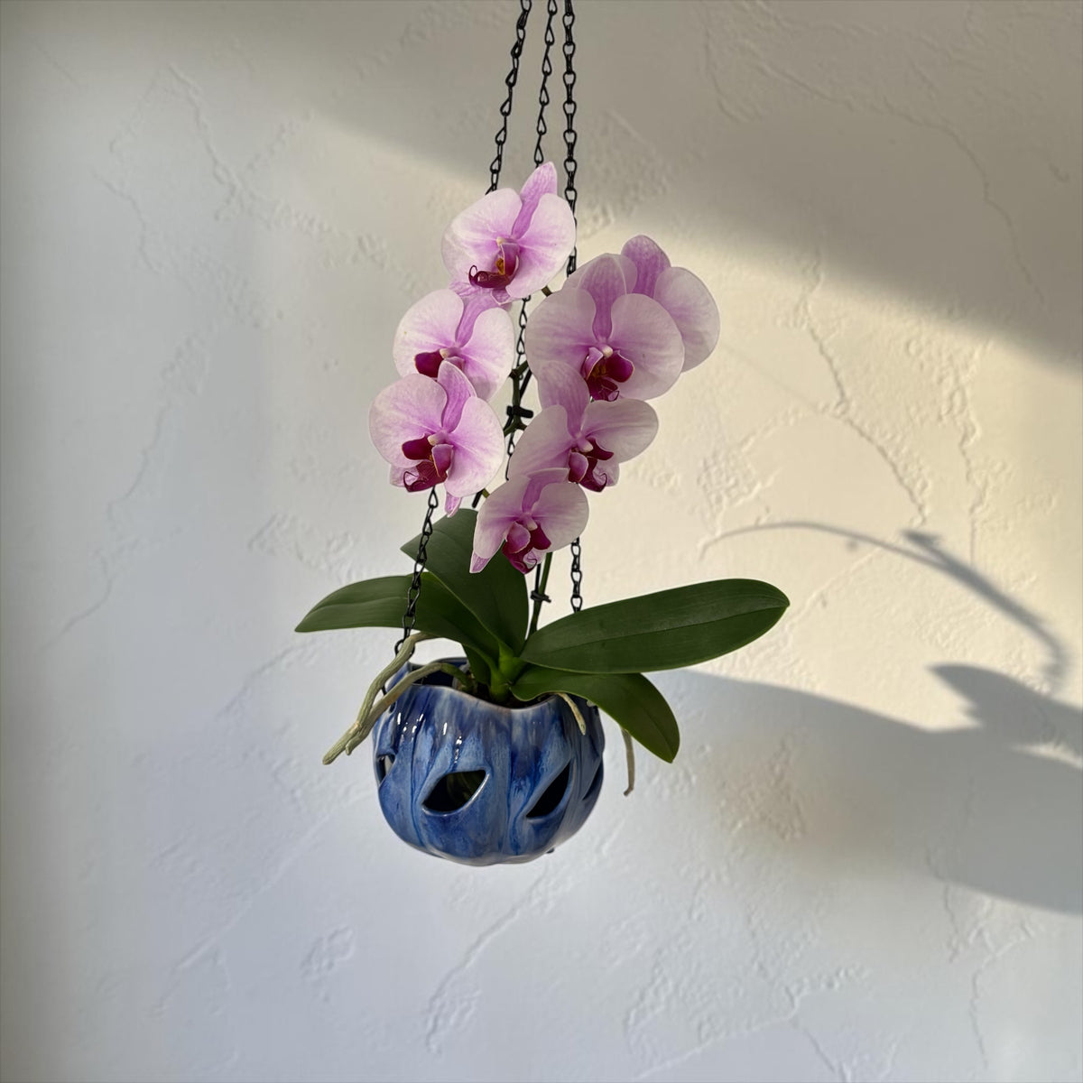 Porcelain orchid pot - Celadon Garden