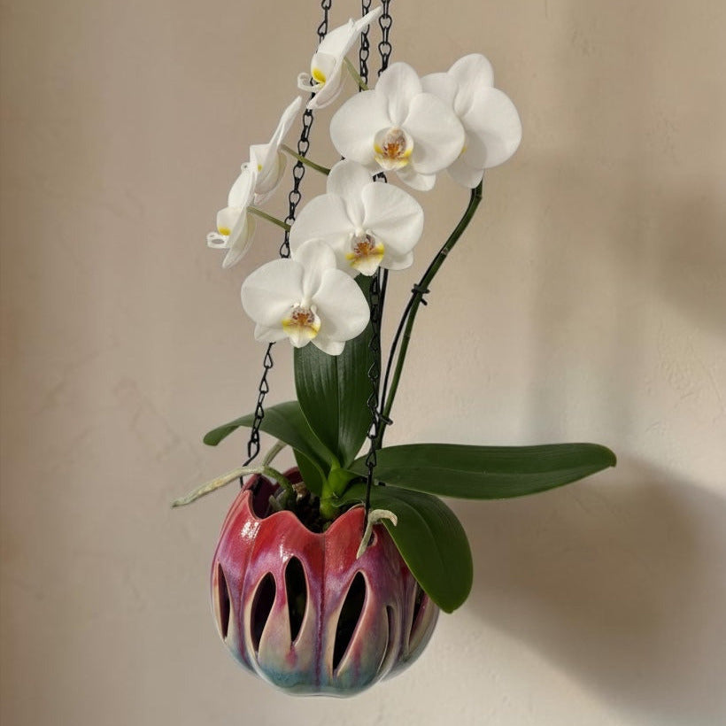 A hanging ceramic planter with a white Phalaenopsis orchid plant, suspended by black chains against a beige wall.