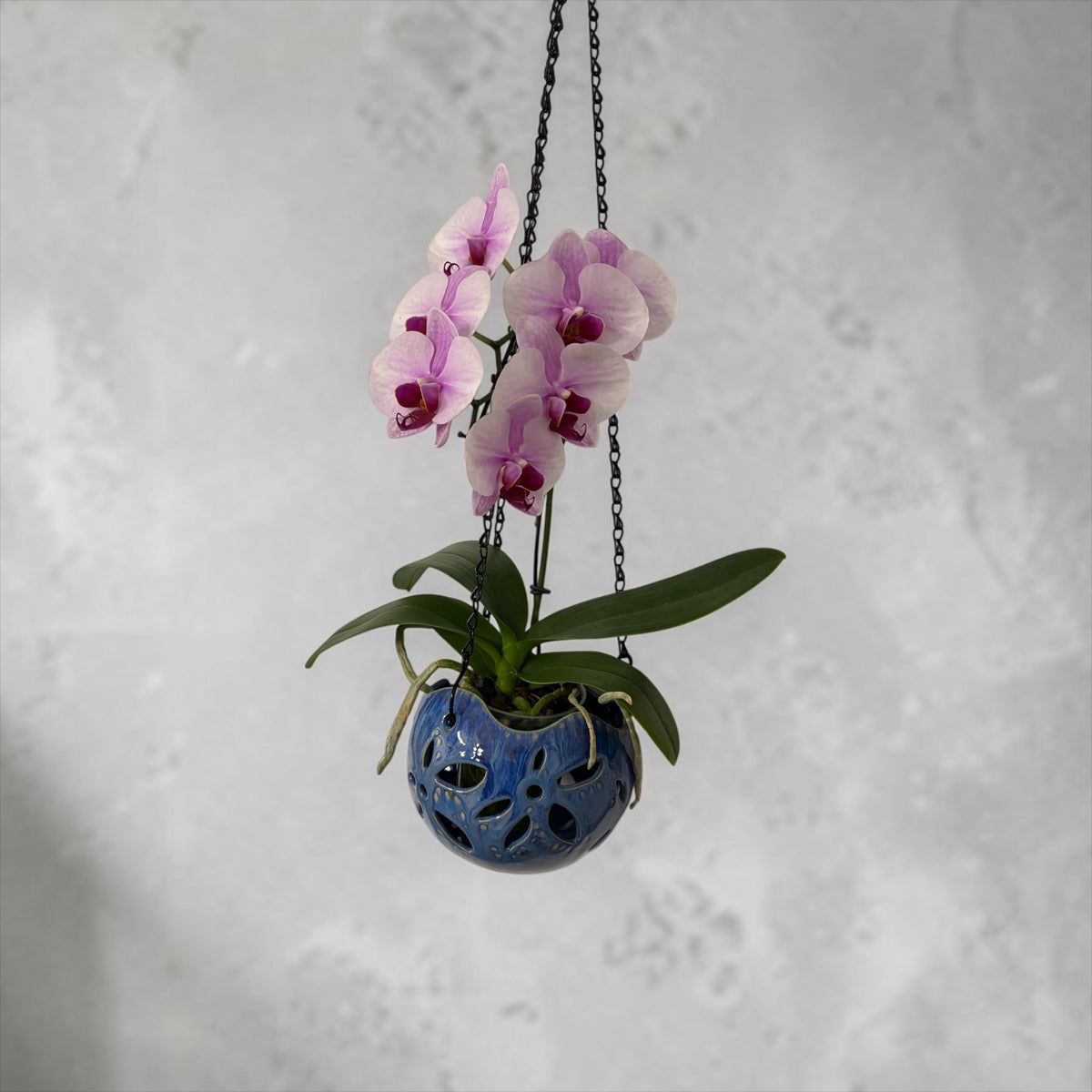 Porcelain orchid pot -  Celestial Blossom
