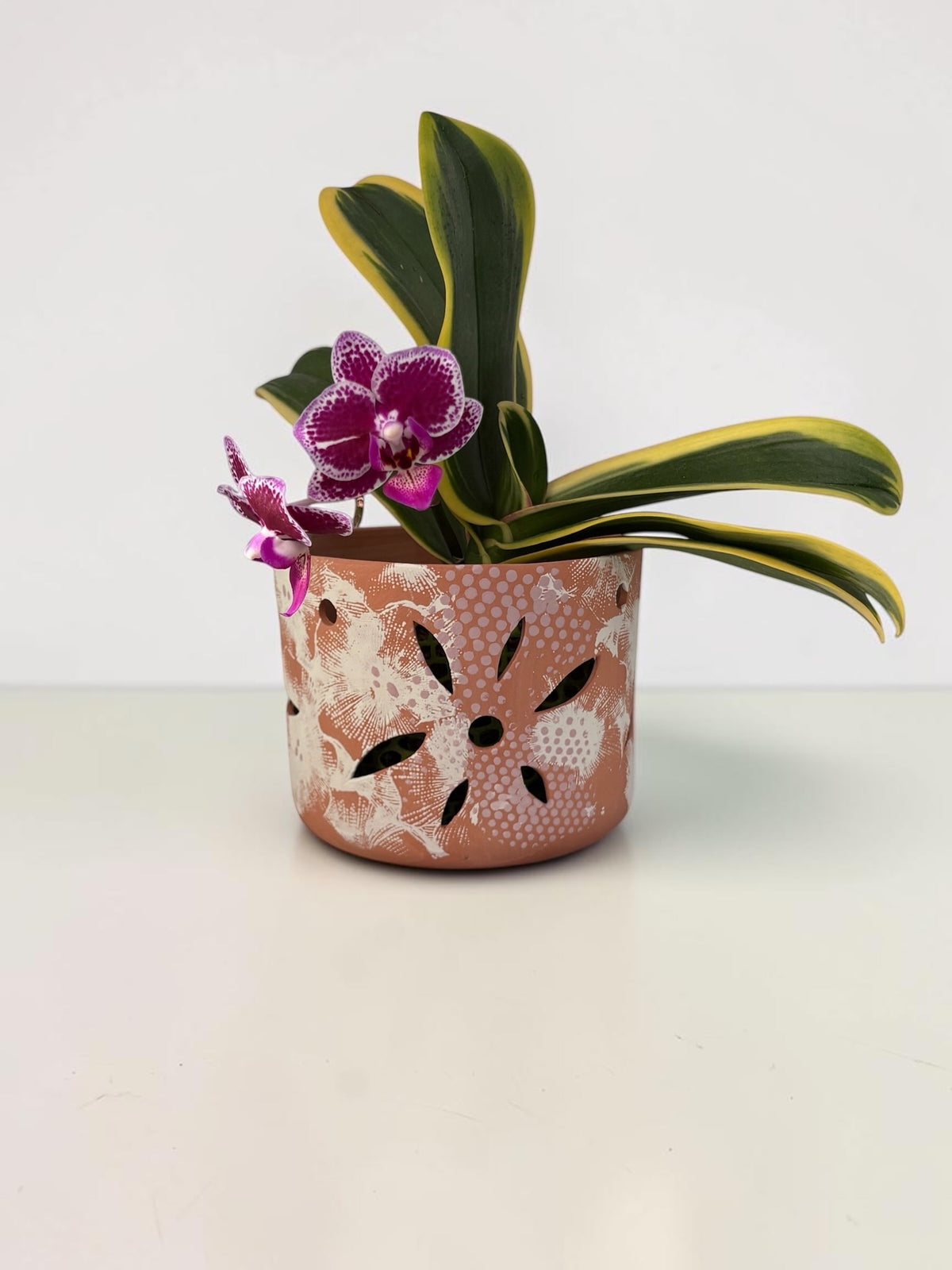 Orchid Terracotta Pot - Dots Classic